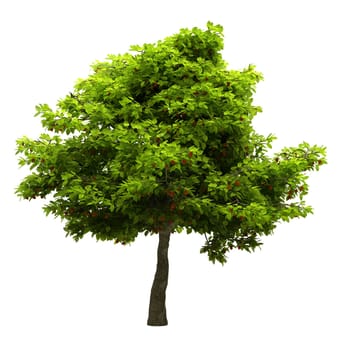 Tree with green leaves isolated on white background