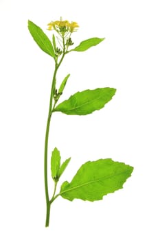 flowering black mustard (Brassica nigra) - exposed against a white background