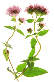 flowering oregano (Origanum vulgare) - exposed against a white background