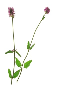 Medicinal Ziest (Stachys officinalis) - Flowering plant exposed against a white background