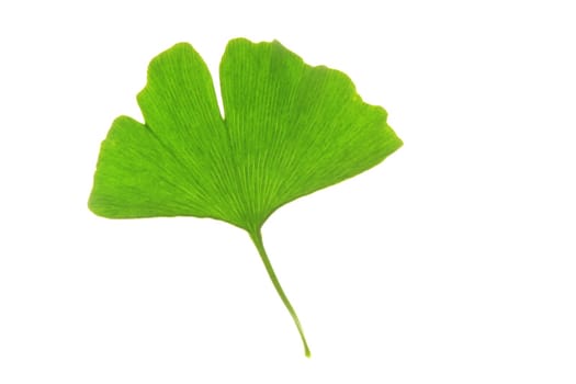 A leaf of the ginkgo tree (Ginkgo biloba)