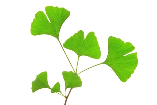 Branch of the ginkgo tree with fresh,green leaves (Ginkgo biloba)