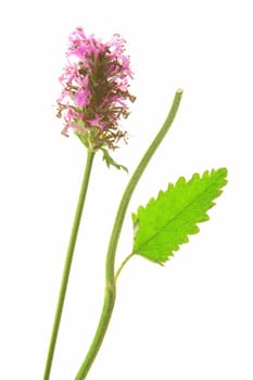 Medicinal Ziest (Stachys officinalis) - Flowering plant exposed against a white background
