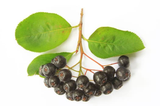ripe apple berries (Aronia melanocarpa) exposed against a white background