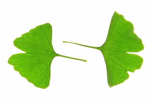 Leaves of the ginkgo tree (Ginkgo biloba)