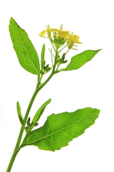flowering black mustard (Brassica nigra) - exposed against a white background