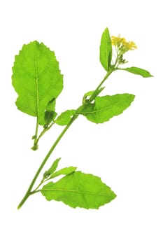 flowering black mustard (Brassica nigra) - exposed against a white background