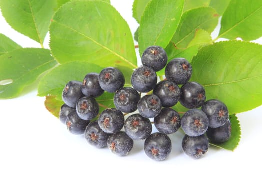 ripe apple berries (Aronia melanocarpa) exposed against a white background