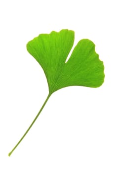 A leaf of the ginkgo tree (Ginkgo biloba)