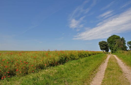 Dirt road