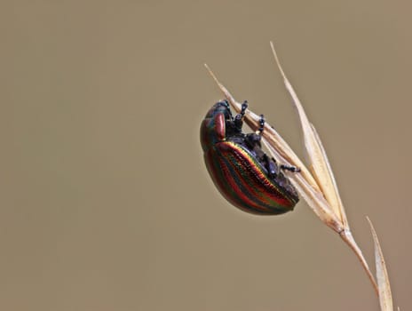 Rainbow leaf beetle (Chrysolina cerealis) on blade of grass