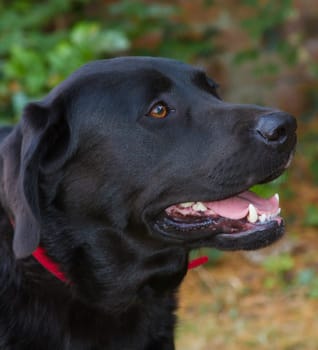 close up of a black labradors head