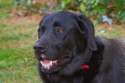 labrador dog outside in a garden