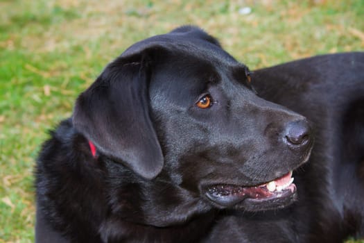 black labrador outside watching alertly