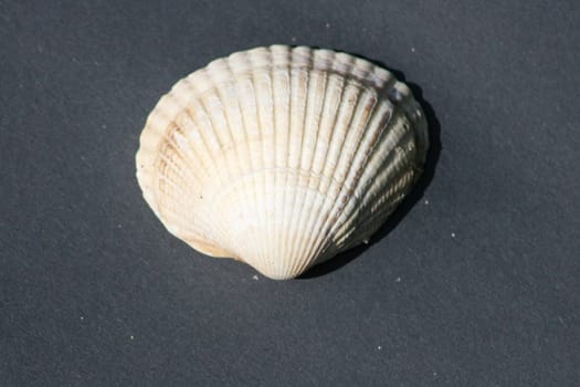 yellow white striped mussel shell,on black background