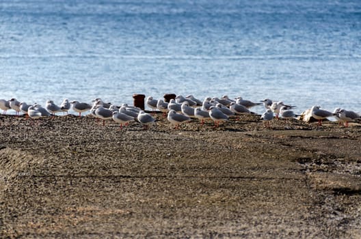 seagulls in Genoa in Liguria