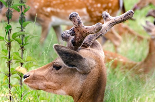 closeup of a deer in Liguria