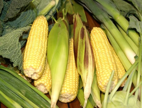 Organic - Corn