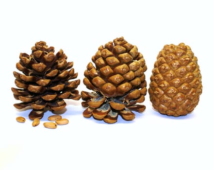 Pine cones