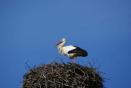 Stork on a nest
