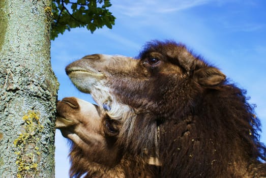 Camels