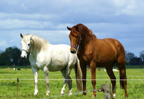 Two beautiful horses in a paddock