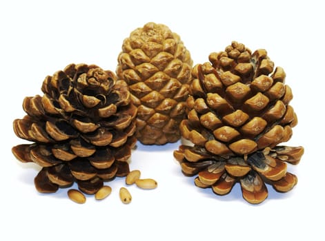 Pine cones