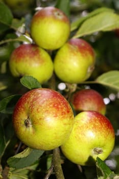 Organic apples on a branch