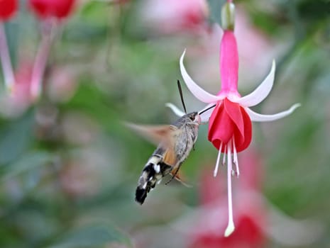 A pigeontail (Macroglossum stellatarum) on fuchsia