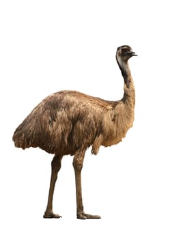 an australian emu isolated on white background
