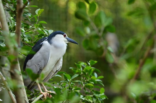 black-crowned night heron, nycticorax nycticorax