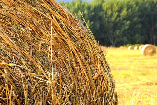 Straw in a harvested field