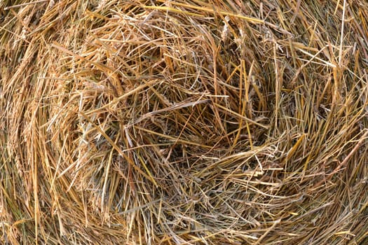 Straw in a harvested field