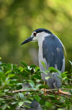 black-crowned night heron, nycticorax nycticorax