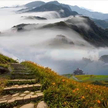Daylily flower at sixty Stone Mountain in Taiwan Hualien festival