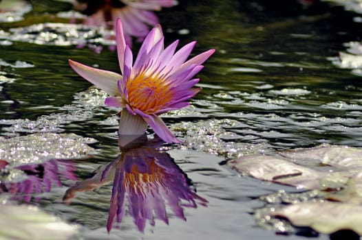 Water lily