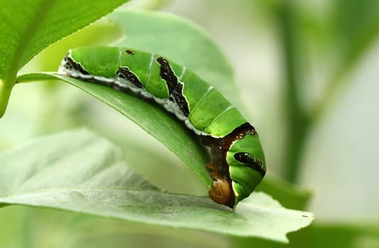 Oleander hawkmoths