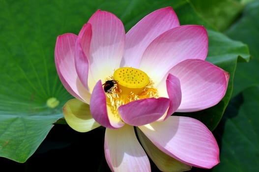 Water lily