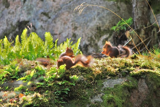 Wildlife three young squirrels