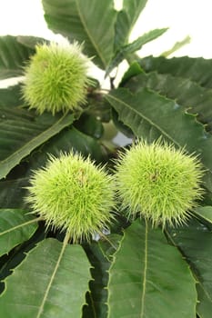 Leaves and fruits of a sweet chestnut