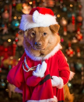 Dog dressed up as Santa Claus with Christmas tree in the background.