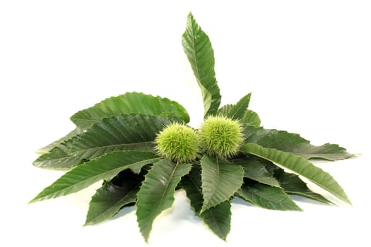 Leaves and fruits of a sweet chestnut