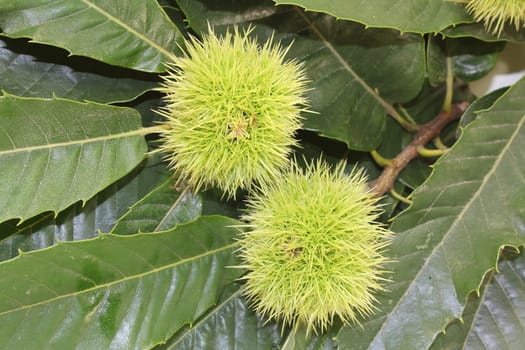 Leaves and fruits of a sweet chestnut