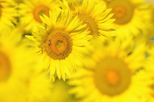 Beautiful sunflowers of Tuscany in Italy