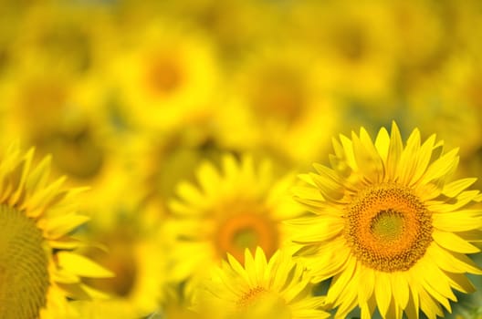 Beautiful sunflowers of Tuscany in Italy