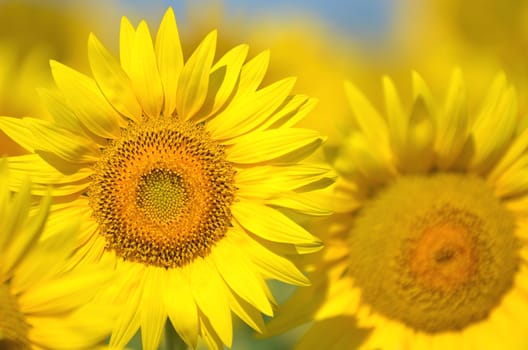 Beautiful sunflowers of Tuscany in Italy