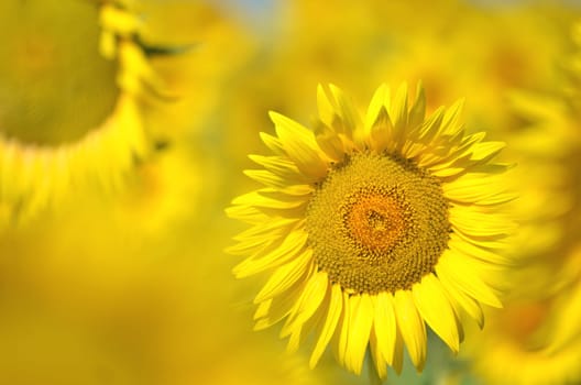 Beautiful sunflowers of Tuscany in Italy