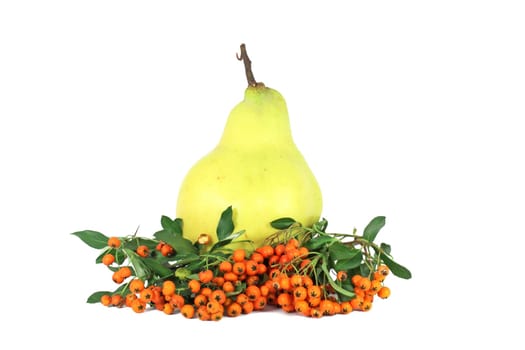 Quince and hawthorn berry isolated on white