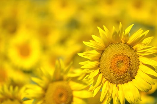 Beautiful sunflowers of Tuscany in Italy