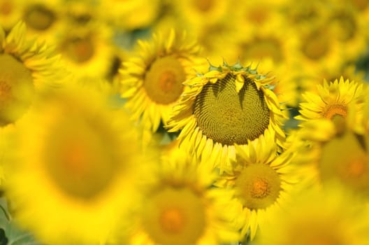 Beautiful sunflowers of Tuscany in Italy